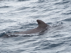 Globicephala macrorhynchus