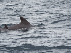 Globicephala macrorhynchus
