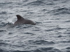 Globicephala macrorhynchus