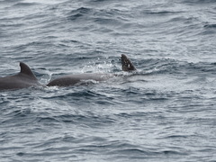 Globicephala macrorhynchus