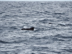 Globicephala macrorhynchus