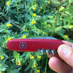 Lithospermum californicum