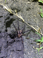 Uliodon albopunctatus