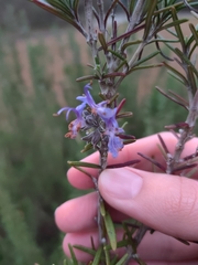 Salvia rosmarinus