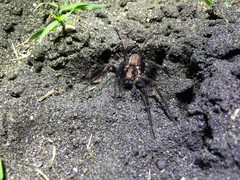 Uliodon albopunctatus