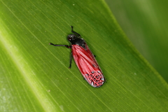 Mahanarva rubripennis