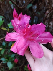 Rhododendron ponticum