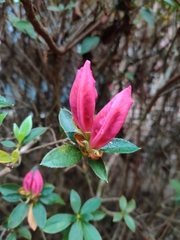 Rhododendron ponticum