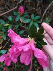 Rhododendron ponticum
