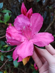 Rhododendron ponticum