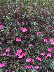 Rhododendron ponticum