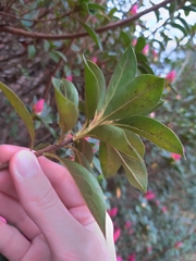 Rhododendron ponticum