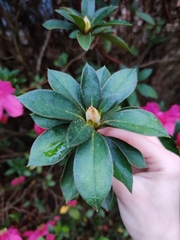 Rhododendron ponticum