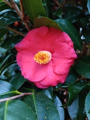 Camellia japonica