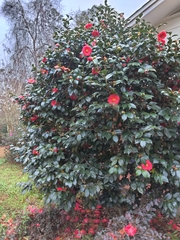 Camellia japonica
