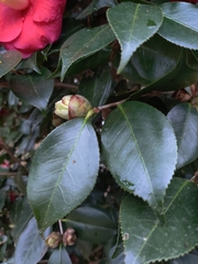 Camellia japonica