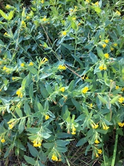 Lithospermum californicum