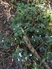 Isoglossa hypoestiflora