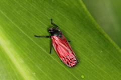 Mahanarva rubripennis
