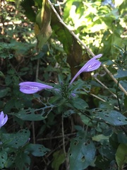 Isoglossa hypoestiflora