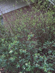 Spiraea prunifolia