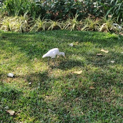 Bubulcus ibis