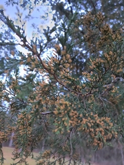 Juniperus virginiana