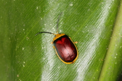 Paranaita bilimbata