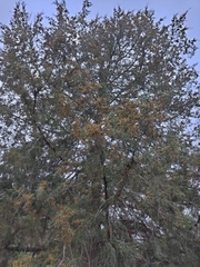 Juniperus virginiana