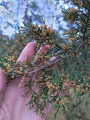 Juniperus virginiana