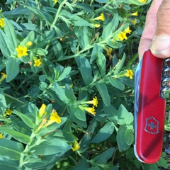 Lithospermum californicum
