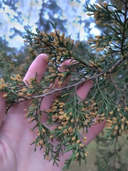 Juniperus virginiana
