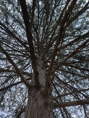 Juniperus virginiana