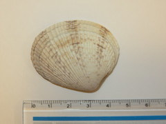 Leukoma jedoensis