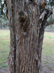 Juniperus virginiana