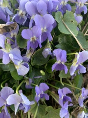 Viola suavis