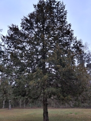 Juniperus virginiana