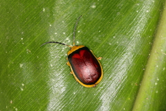 Paranaita bilimbata