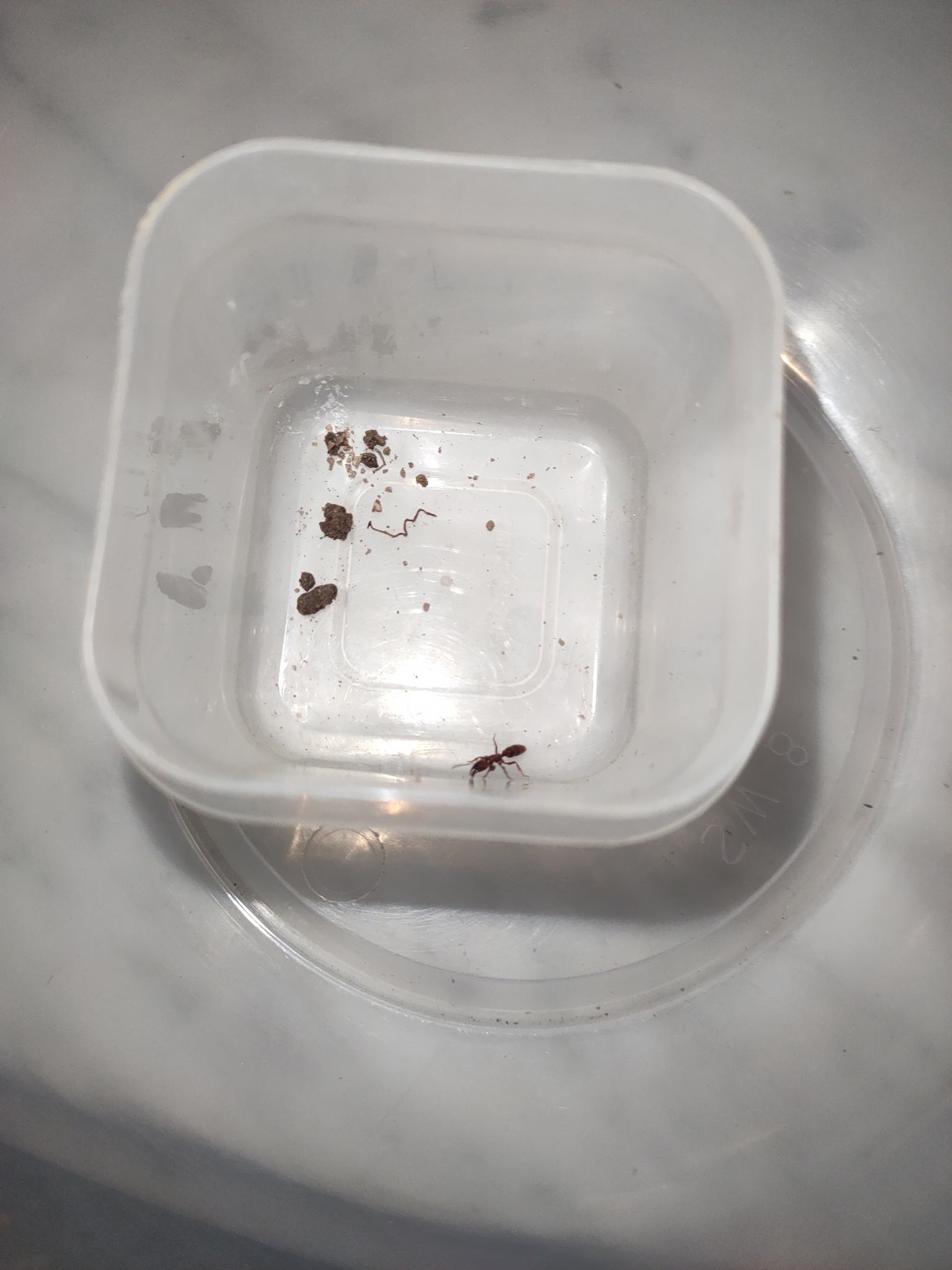 Centromyrmex hamulatus
