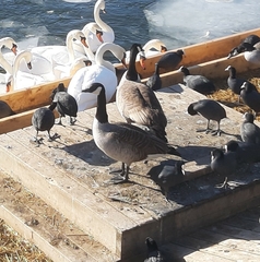 Branta canadensis