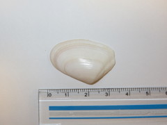 Latona cuneata