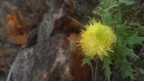 Yilgarn Dryandra (Banksia arborea)
