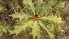 Banksia arborea