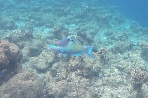 Five-saddle Parrotfish