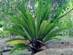 Asplenium nidus image