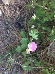 Sidalcea glaucescens