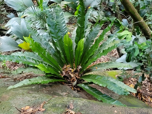 Asplenium nidus image