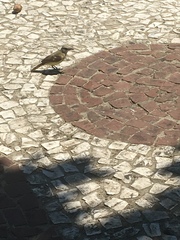 Machetornis rixosa