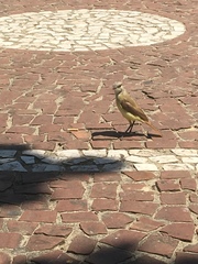 Machetornis rixosa