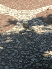 Machetornis rixosa